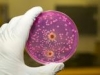 schimmelpilz